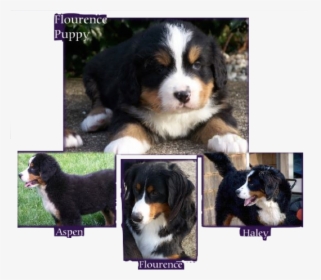 Mountain Dog Puppies For Sale, HD Png Download, Transparent PNG