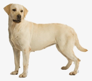 Labrador Retriever Png File Download Free - Labrador Dog Hd Png, Transparent Png, Transparent PNG