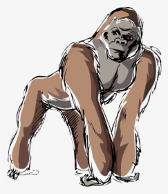 Gorilla, HD Png Download, Transparent PNG