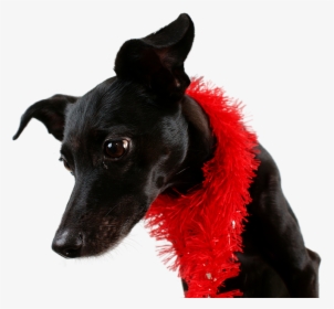 Chucho Png, Transparent Png, Transparent PNG