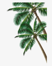 Coconut Tree No Background, HD Png Download, Transparent PNG