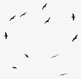 #birds #black #effects #effect #animals #cute #circle - Flock, HD Png Download, Transparent PNG