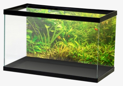 Fresh Greenplants - Aquarium Background Red, HD Png Download, Transparent PNG