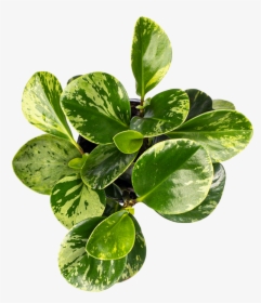Peperomia Care - Plant From Above Png, Transparent Png, Transparent PNG