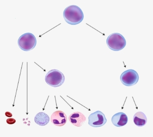 Cell Differentiation Red Blood Cells, HD Png Download, Transparent PNG