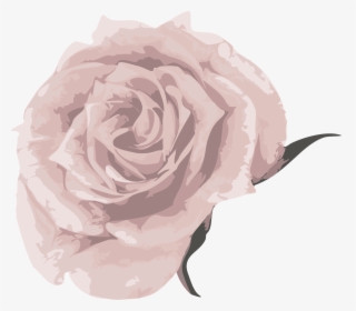 Garden Roses, HD Png Download, Transparent PNG