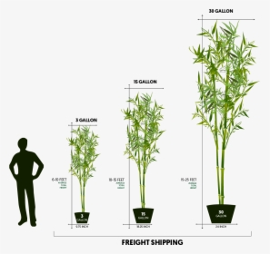 Freight Sizes - Houseplant, HD Png Download, Transparent PNG