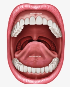 Human Mouth Png, Transparent Png, Transparent PNG