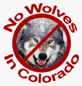 No Wolves In Colorado Red Lettering - Dog Yawns, HD Png Download, Transparent PNG