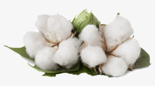 Benefits Of Cotton Plant, HD Png Download, Transparent PNG