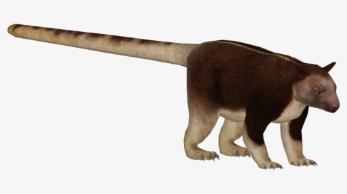 Goodfellow S Tree Kangaroo - Tree Kangaroo Png, Transparent Png, Transparent PNG