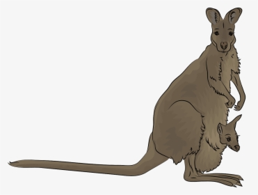 Kangaroo, HD Png Download, Transparent PNG