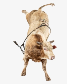 The Right Stuff - Bull, HD Png Download, Transparent PNG
