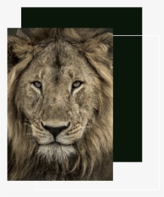 Tcb Front Lion - Male Lion Close Up, HD Png Download, Transparent PNG