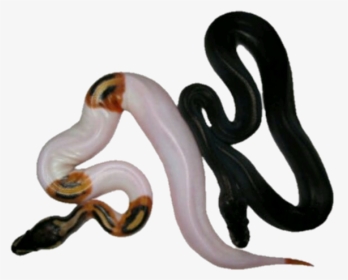 Image - Smooth Earth Snake, HD Png Download, Transparent PNG