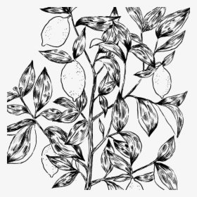 Lemontree - Line Art, HD Png Download, Transparent PNG