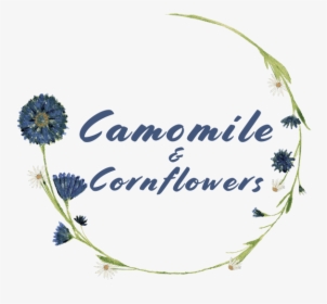 Camomile & Cornflowers - Chrysanths, HD Png Download, Transparent PNG