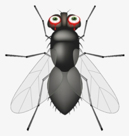 #mosca - Insects And Bugs, HD Png Download, Transparent PNG