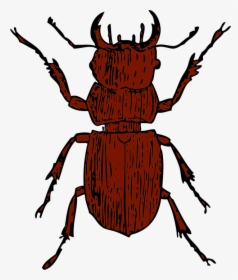 Stag Beetle Clipart, HD Png Download, Transparent PNG