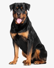 Rottweiler White Background, HD Png Download, Transparent PNG