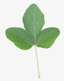 Soy Leaf Png, Transparent Png, Transparent PNG