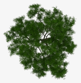 Tree Site Plan Png, Transparent Png, Transparent PNG