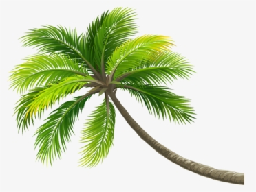 #summer #palm #palmera #ftestickers #ftstickers #stickers - Beach Coconut Tree Png, Transparent Png, Transparent PNG