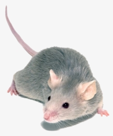 Small Mouse, HD Png Download, Transparent PNG