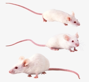 Mouse, Rat Png Image - Белая Крыса Png, Transparent Png, Transparent PNG