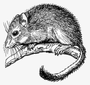 Dormouse - Dormouse Drawing, HD Png Download, Transparent PNG