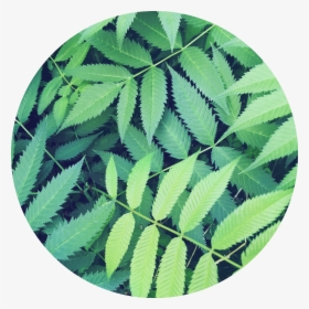 Transparent Jungle Background Clipart - Circle Background Png Leaves, Png Download, Transparent PNG