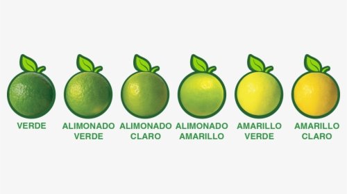 Lime, HD Png Download, Transparent PNG