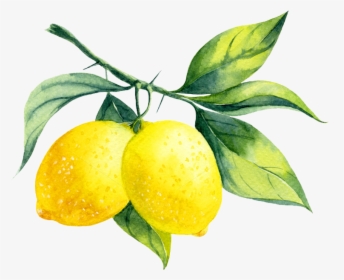 Transparent Lemon Png - Watercolor Lemon Branch, Png Download, Transparent PNG