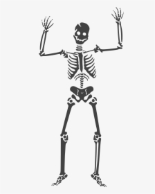 Skeleton Clipart Transparent - Skeleton Vector, HD Png Download, Transparent PNG