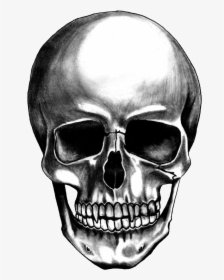 Skull Face Png - Skull Transparent Png, Png Download, Transparent PNG