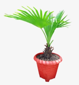 Graphics Pic - Houseplant, HD Png Download, Transparent PNG