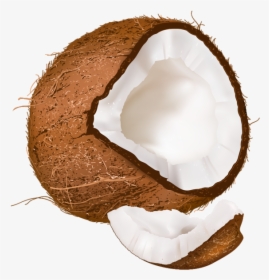 Transparent Background Coconut Clipart, HD Png Download, Transparent PNG
