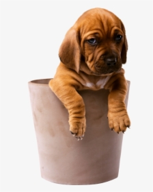 Puppy, HD Png Download, Transparent PNG