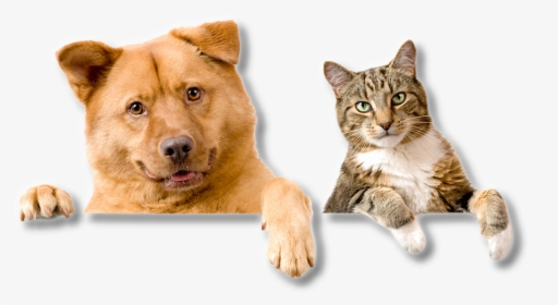 Dog And Cat Hd, HD Png Download, Transparent PNG