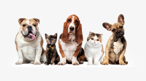 Dogs And Cats Pets, HD Png Download, Transparent PNG