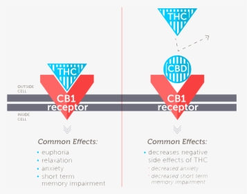 While Thc Has A High Affinity For Cb 1, Cbd Does Not - Faah Cbd, HD Png Download, Transparent PNG