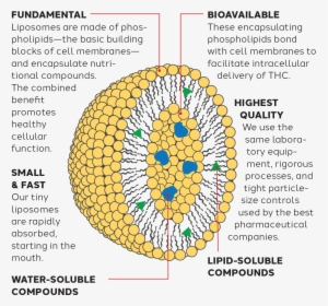 Water Soluble Liposome - Circle, HD Png Download, Transparent PNG