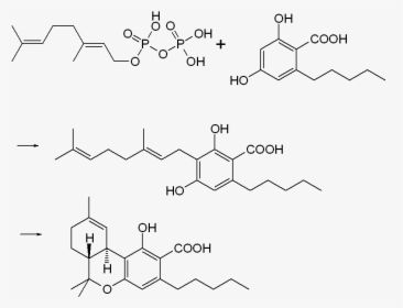 Thc-cooh Biosynthesis - Thc, HD Png Download, Transparent PNG
