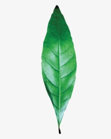Transparent Leaf Texture Png - Single Green Leaf Png, Png Download, Transparent PNG