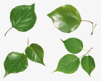 Green Leaf Png - Transparent Background Rose Leaf Png, Png Download, Transparent PNG