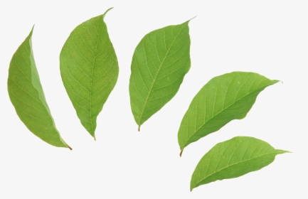 Falling Green Leaf Png, Transparent Png, Transparent PNG