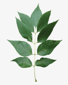 Transparent Single Green Leaf Png - American Holly, Png Download, Transparent PNG