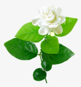 Jasmine Flower With Leaves Png - Jasmine Flower Vector Png, Transparent Png, Transparent PNG