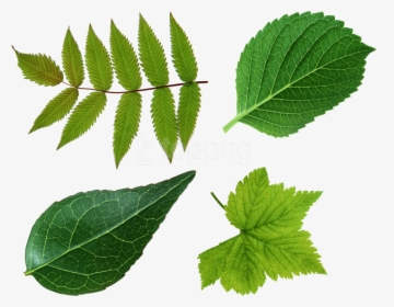 Elm - Leaf Png, Transparent Png, Transparent PNG