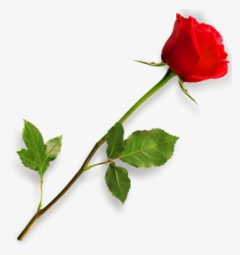 Red Rose With Leaf - Picsart Png Effect Download, Transparent Png, Transparent PNG